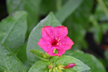 Evening Radiance: Mirabilis Flowers in Full Bloom
