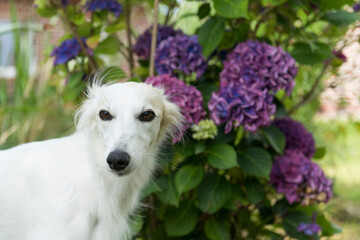 Fototapeta premium Porträt eines Silken Windsprite im Garten