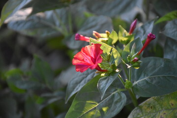 Obraz premium Evening Radiance: Mirabilis Flowers in Full Bloom 
