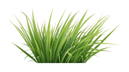 Fototapeta premium Transparent background, clump of green grass summer plants.