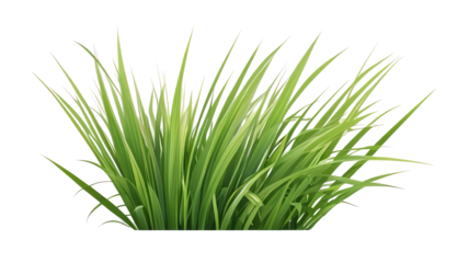 Transparent background, clump of green grass summer plants.