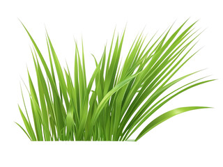 Fototapeta premium Clump of summer plants and green grass, isolated transparent background.