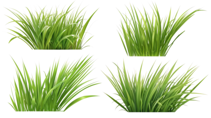 Green grass summer plants clump set, transparent background.