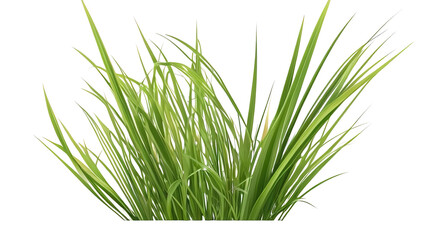 Obraz premium Green grass and flowers group, isolated transparent background.