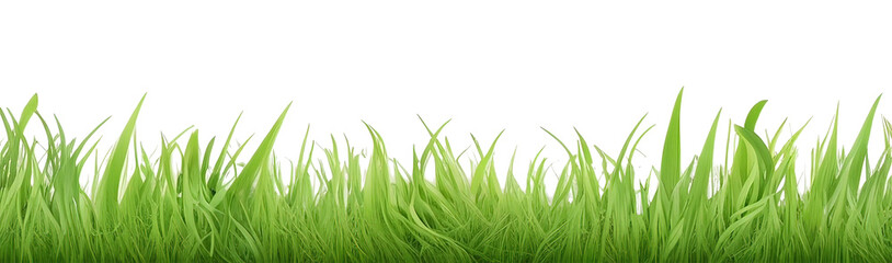 Obraz premium Longitudinal view of clump of green grass summer plants, isolated transparent background