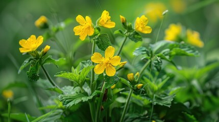 Wild Merremia hederacea with blooming yellow flowers