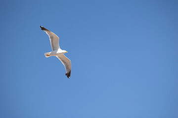 A seagull is gracefully soaring in a clear blue sky with a few scattered clouds on a sunny day, capturing the essence of freedom, peace, and nature in this serene view.