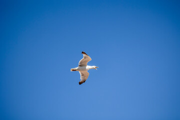 A seagull is gracefully soaring in a clear blue sky with a few scattered clouds on a sunny day, capturing the essence of freedom, peace, and nature in this serene view.