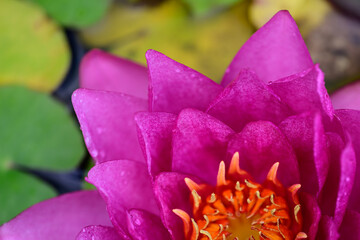 Blühende Seerose auf einem Gartenteich