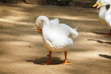 The White Ducks (Anas platyrhynchos domesticus) are huddled together at Bandung Zoo, West Java