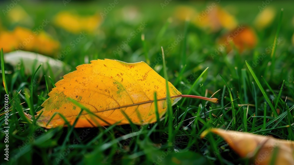 Wall mural yellow leaf on a background of green grass