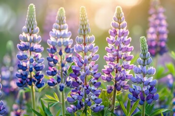 Purple lupine flowers blooming in a field at sunset