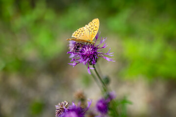 Edwards Fritillary butterfly getting nectar from a thistle flower.