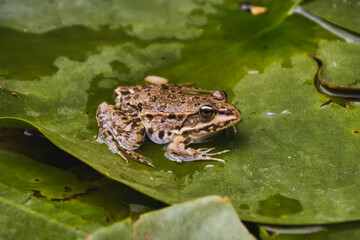 A close-up shot of a European common brown grass frog, sat on a green water lily pad on a lake