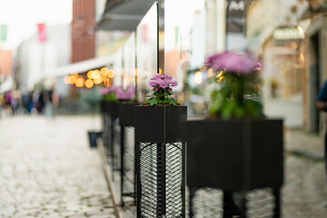 Flowers used as decoration in a restaurant on colorful cobblestone street of Riga. Vibrant city life in the capital of Latvia