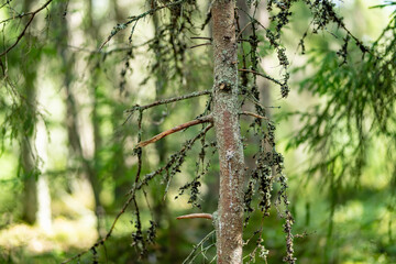Beautiful mixed pine and deciduous forest of Estonia. Beauty of Baltic nature