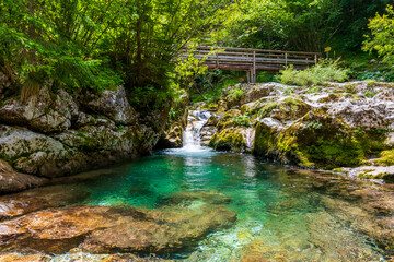 Naklejka premium Water grove