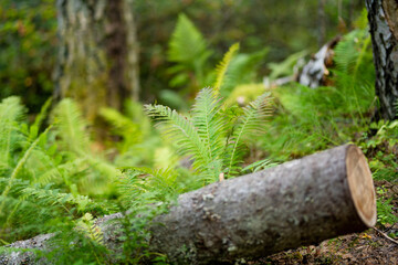 Ferns growing in beautiful mixed pine and deciduous forest of Estonia. Beauty of Baltic nature