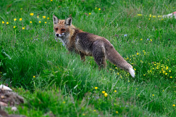 Rotfuchs // Red fox (Vulpes vulpes) - Biogradska Gora National Park, Montenegro
