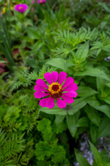 Common Zinnia (Zinnia elegans), also known as youth-and-age or elegant zinnia, is a purple flowering plant in an Indian organic garden, belonging to the Asteraceae family.