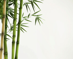 Transparent background mockup material with bamboos 