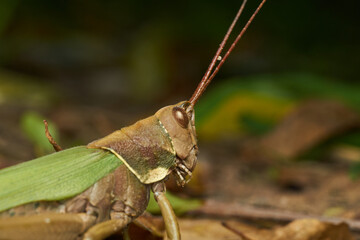 Details of the head of a green and brown grasshopper