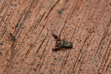 Details of a Pseudoscorpion on a brown wood