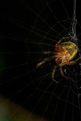 A green lemon spider in its web