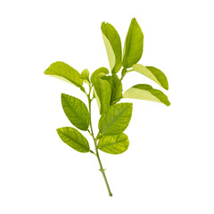 Obraz premium Fresh green lemon leaves branch isolated on transparent background
