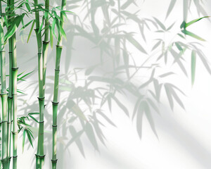Transparent background mockup material with bamboos 