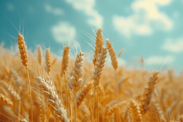 Fototapeta premium Golden Wheat Field Under a Summer Sky