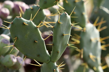 A large and prickly cactus grows in a city park