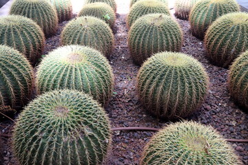 A large and prickly cactus grows in a city park