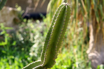 A large and prickly cactus grows in a city park