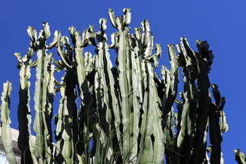 A large and prickly cactus grows in a city park