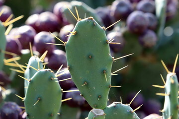 A large and prickly cactus grows in a city park