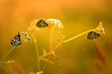 France, illustration flowers and half-mourning butterfly in summer at sunset.