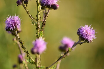 France, illustration flowers and half-mourning butterfly in summer at sunset.