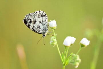 France, illustration flowers and half-mourning butterfly in summer at sunset.