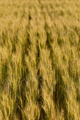 France, illustration flowers and half-mourning butterfly in summer at sunset.