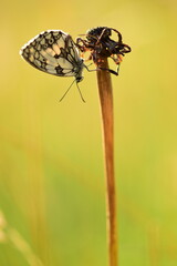 France, illustration flowers and half-mourning butterfly in summer at sunset.