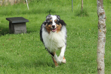 Australian Shepherd running on grass