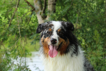 Australian Shepherd sitting on grass closeup