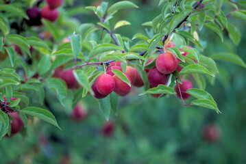 Red ripe plums on a branch