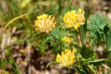 France, illustration flowers and half-mourning butterfly in summer at sunset.
