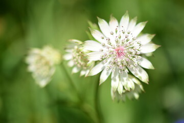 France, illustration flowers and half-mourning butterfly in summer at sunset.