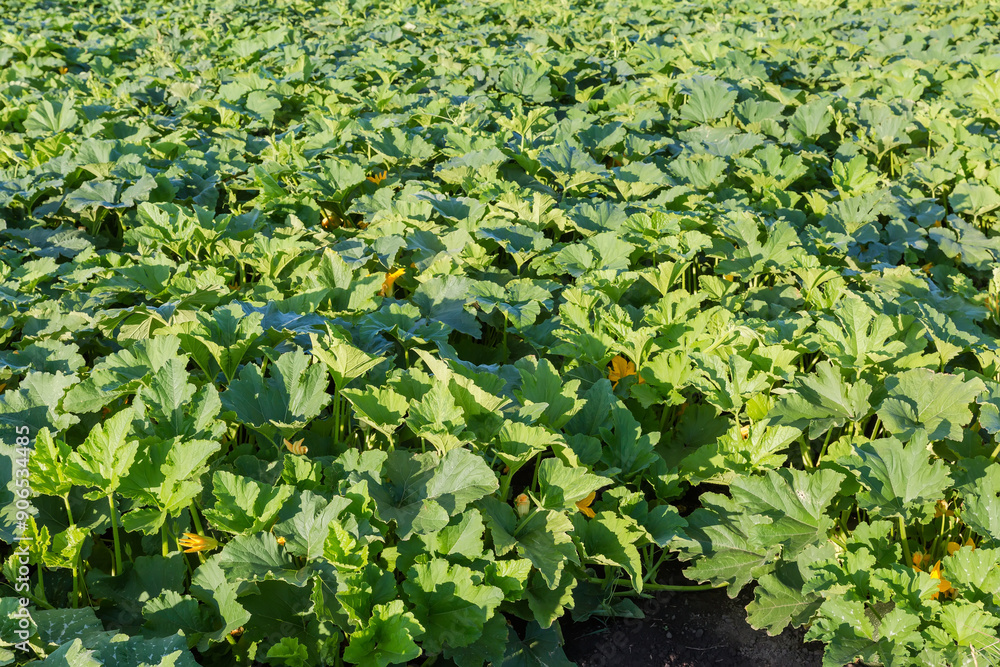 Poster Field of blooming pumpkins in summer sunny morning