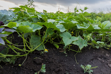 Blooming cucumber plants with young fruits on a field