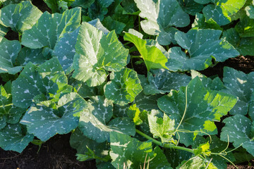 Fototapeta premium Pumpkin stems with spotted leaves on field in sunny morning