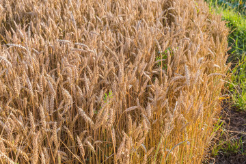 Edge of ripening winter wheat field in sunny morning backlit